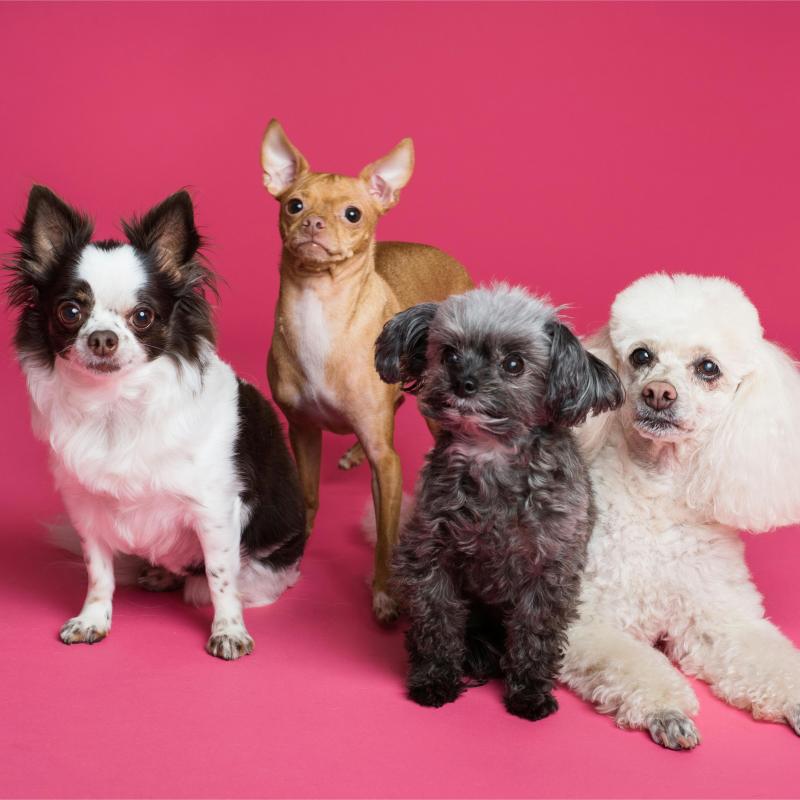 Animals & Pets