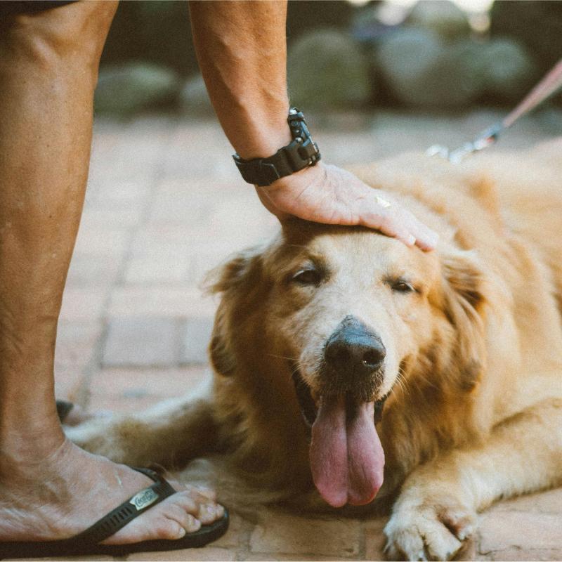 Pet Care